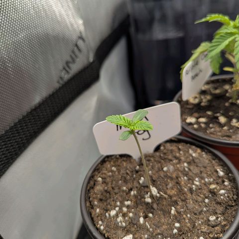 Moon Fog growlog timeline photo