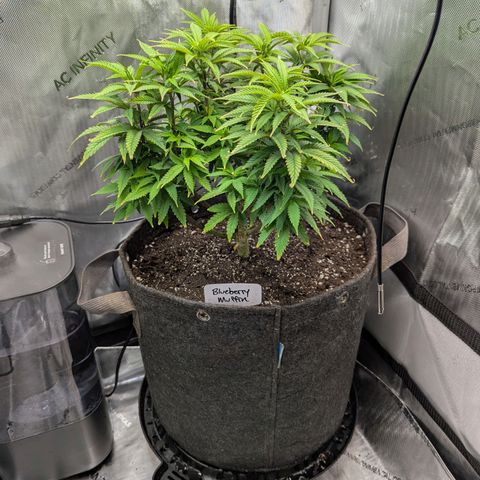Blueberry Muffin growlog photo: Nice roots! I was unhappy with plastic pots and the soil at the bottom not getting completely moistened. Transplanted to a 5 gallon. 