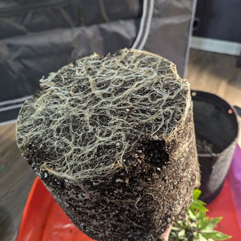 Blueberry Muffin growlog photo: Nice roots! I was unhappy with plastic pots and the soil at the bottom not getting completely moistened. Transplanted to a 5 gallon. 