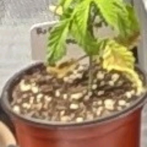 Purple Cherry Punch growlog timeline photo