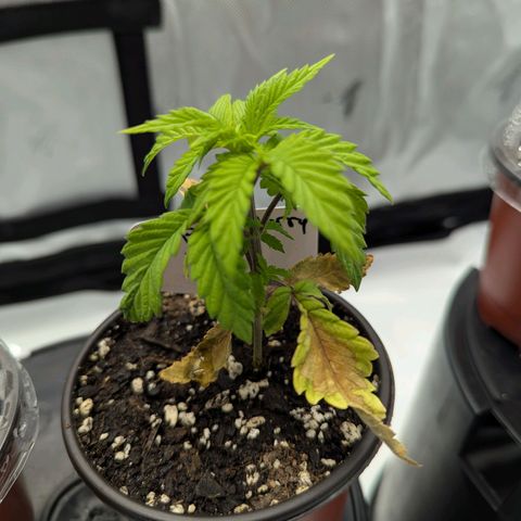 Purple Cherry Punch growlog timeline photo
