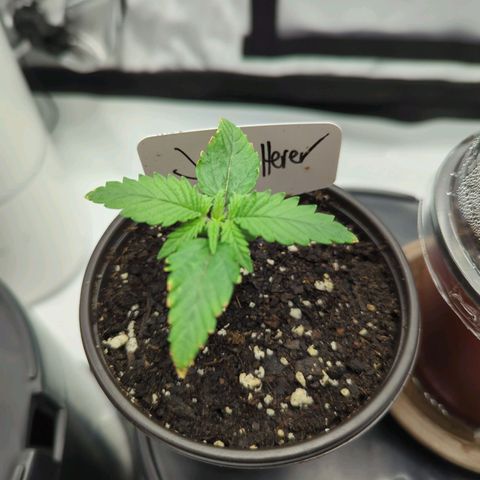 Jack Herer growlog timeline photo