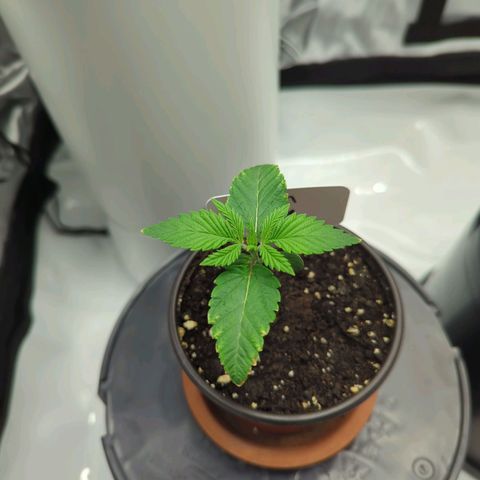 Moon Fog growlog timeline photo