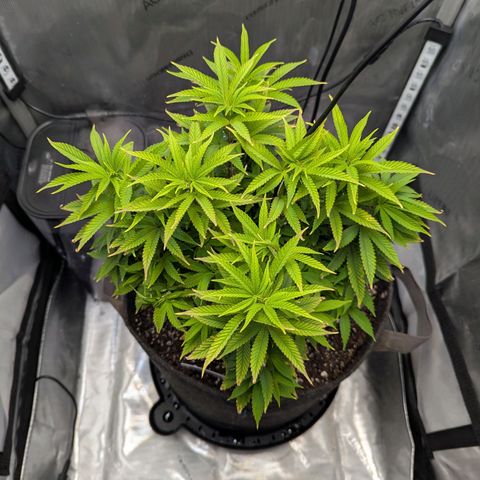 Blueberry Muffin growlog timeline photo