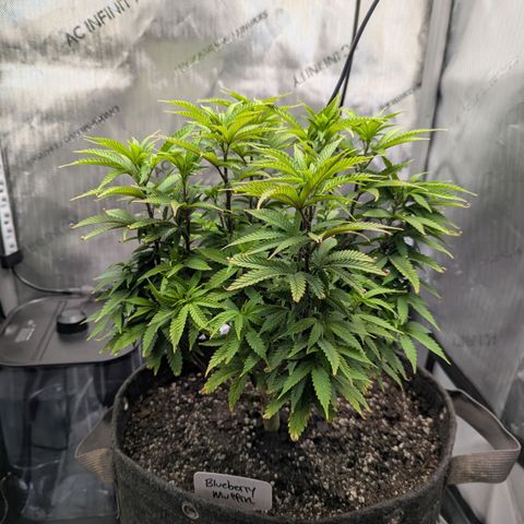 Blueberry Muffin growlog timeline photo