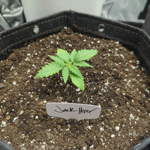 Jack Herer growlog timeline photo