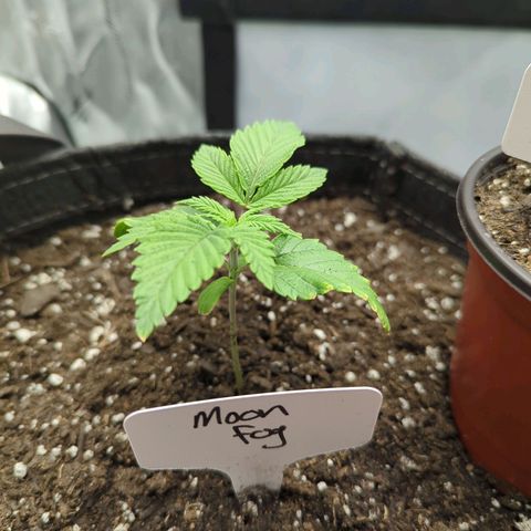 Moon Fog growlog timeline photo