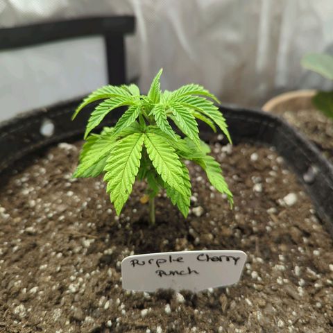 Purple Cherry Punch growlog timeline photo