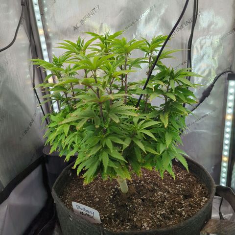 Blueberry Muffin growlog timeline photo