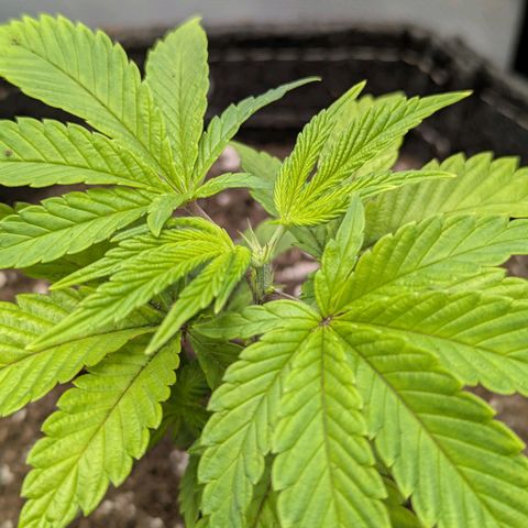 Purple Cherry Punch growlog timeline photo