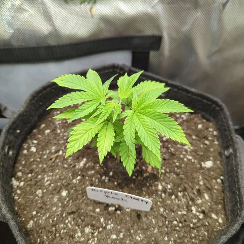 Purple Cherry Punch growlog timeline photo