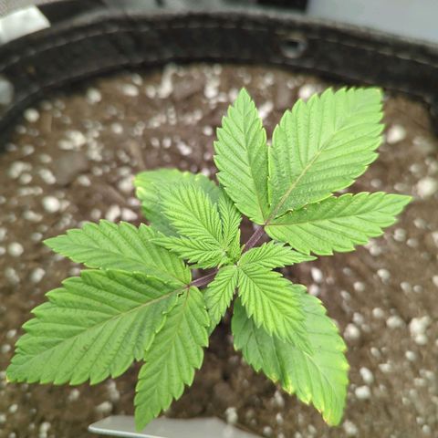 Moon Fog growlog timeline photo