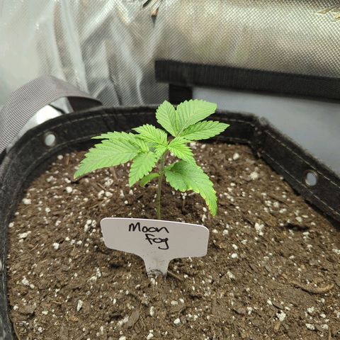Moon Fog growlog timeline photo