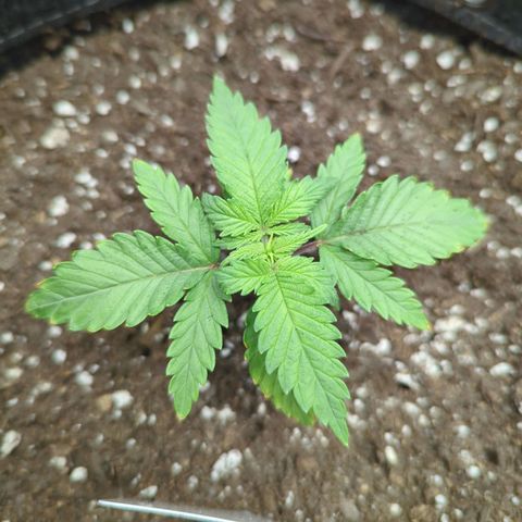 Jack Herer growlog timeline photo