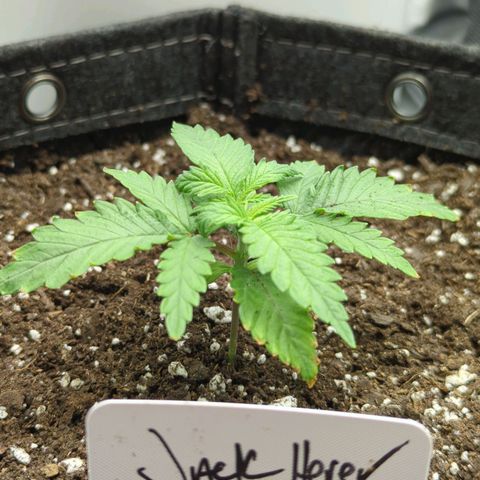 Jack Herer growlog timeline photo