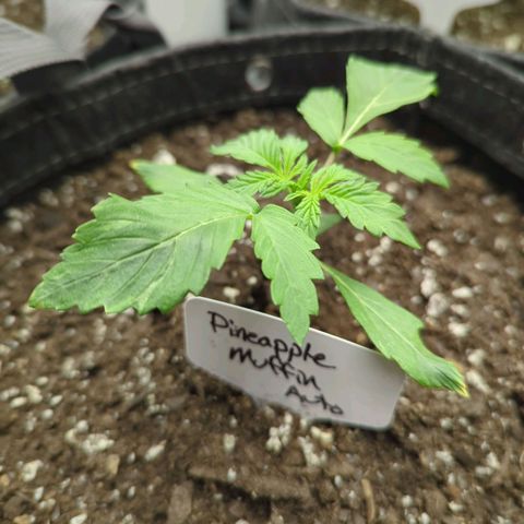 Pineapple Muffin Auto growlog timeline photo