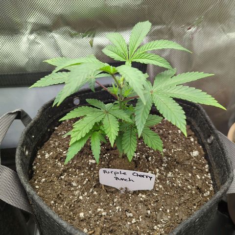 Purple Cherry Punch growlog timeline photo