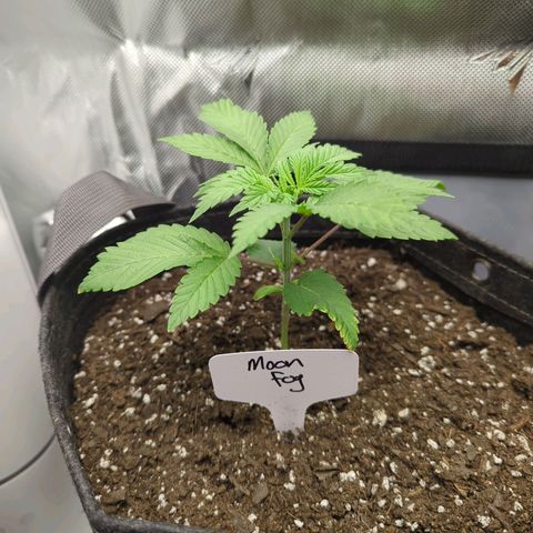 Moon Fog growlog timeline photo