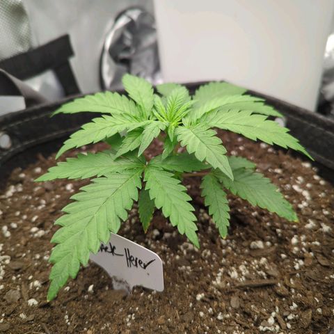 Jack Herer growlog timeline photo