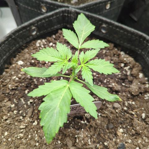 Pineapple Muffin Auto growlog timeline photo