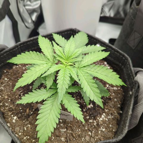 Jack Herer growlog timeline photo