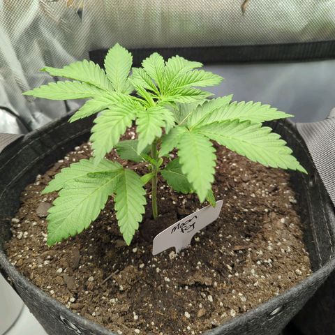 Moon Fog growlog timeline photo