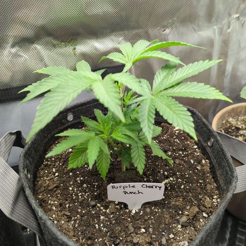 Purple Cherry Punch growlog timeline photo