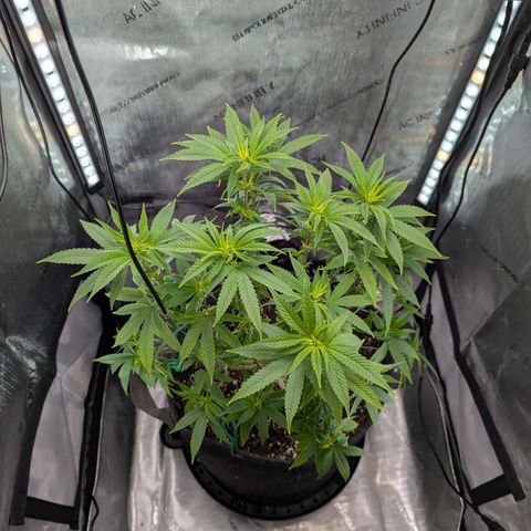 Blueberry Muffin growlog timeline photo