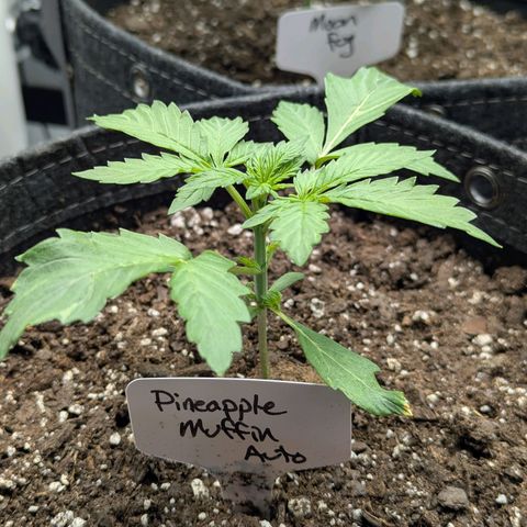 Pineapple Muffin Auto growlog timeline photo