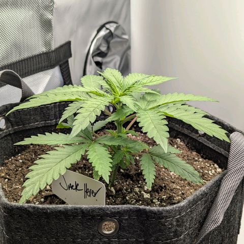 Jack Herer growlog timeline photo