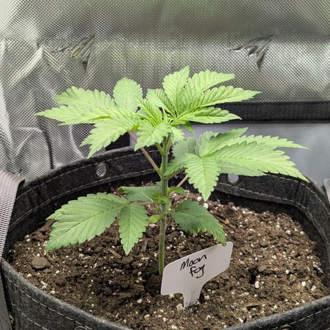 Moon Fog growlog timeline photo