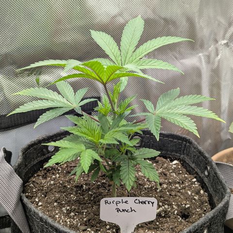 Purple Cherry Punch growlog timeline photo
