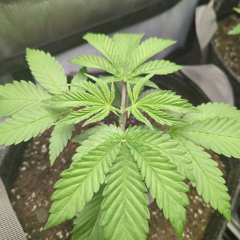 Moon Fog growlog photo: Topped