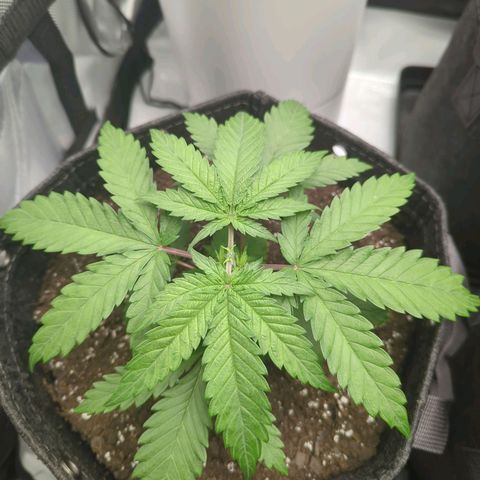 Jack Herer growlog photo: Topped