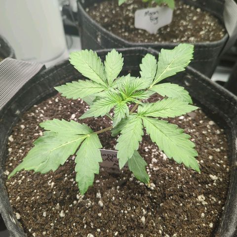 Pineapple Muffin Auto growlog timeline photo
