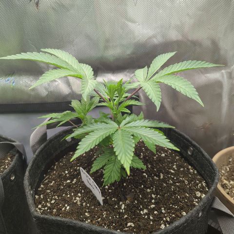 Purple Cherry Punch growlog timeline photo