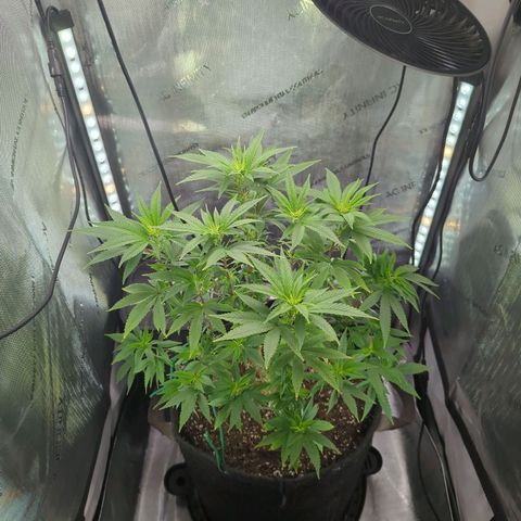 Blueberry Muffin growlog timeline photo