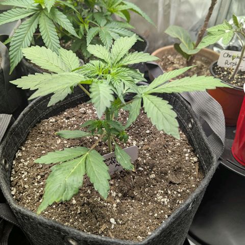 Pineapple Muffin Auto growlog timeline photo