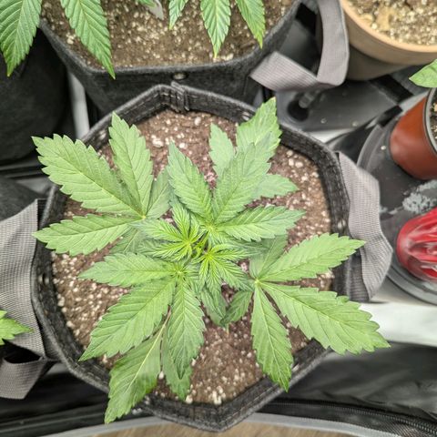 Pineapple Muffin Auto growlog timeline photo