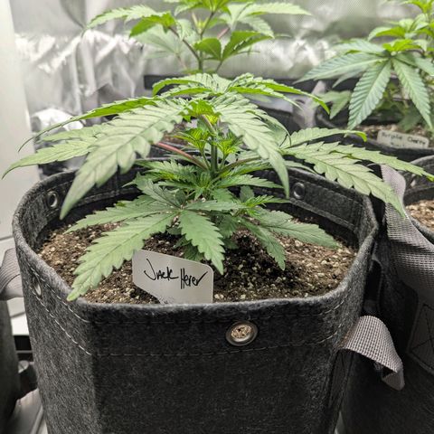 Jack Herer growlog timeline photo