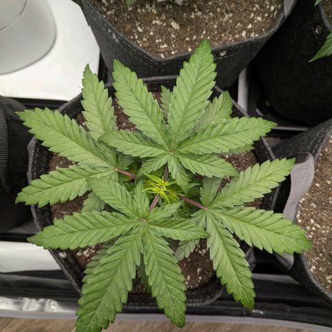 Jack Herer growlog timeline photo