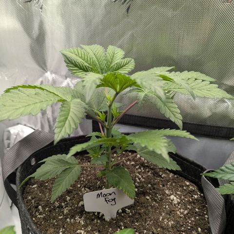 Moon Fog growlog timeline photo