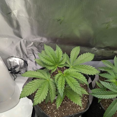 Moon Fog growlog timeline photo