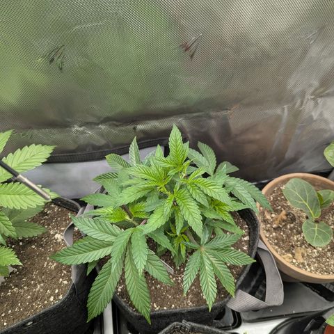 Purple Cherry Punch growlog timeline photo