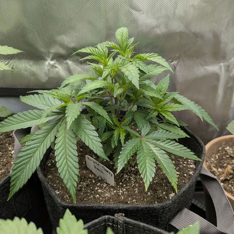 Purple Cherry Punch growlog timeline photo