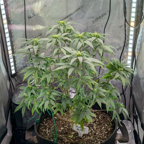 Blueberry Muffin growlog timeline photo