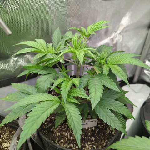 Purple Cherry Punch growlog timeline photo