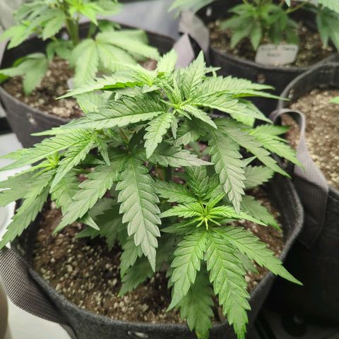 Jack Herer growlog timeline photo