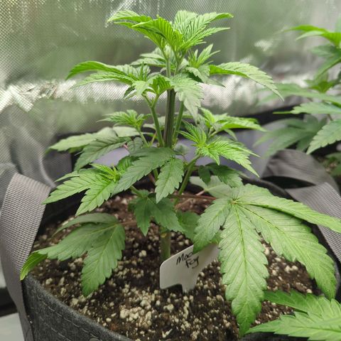 Moon Fog growlog timeline photo
