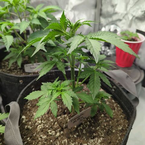 Pineapple Muffin Auto growlog timeline photo